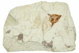 Miocene Fossil Fruit (Hemitrapa) Plate - Augsburg, Germany #254164-1